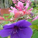 Tibouchina urvillaeana fleur